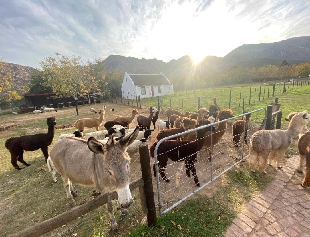 Alpaca Inn Montagu Ngoại thất bức ảnh
